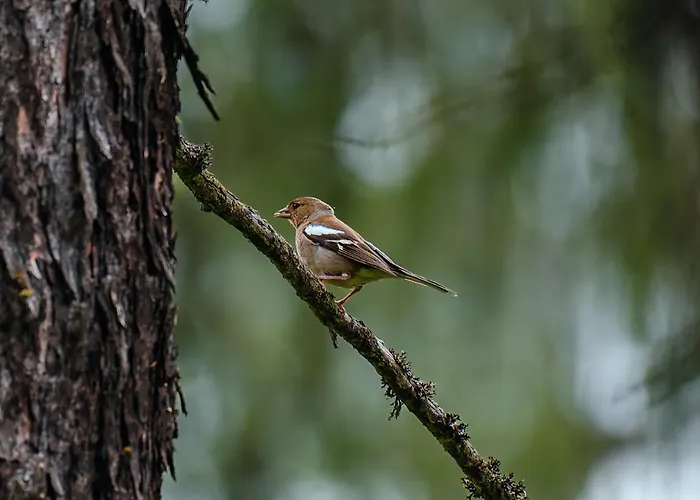 Chalet Horn Trailside Retreat Ferienhaus *