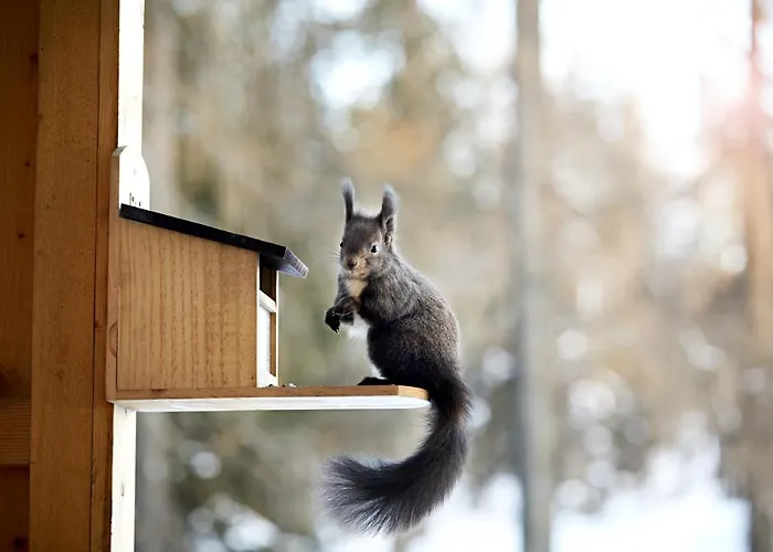 Chalet Horn Trailside Retreat * Davos